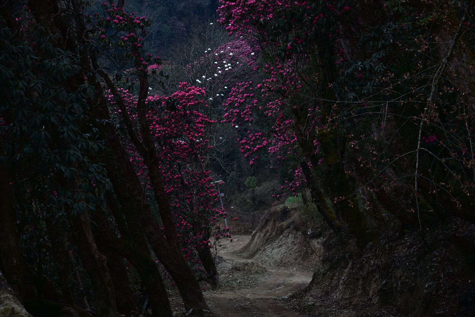 Rhododendron Forest