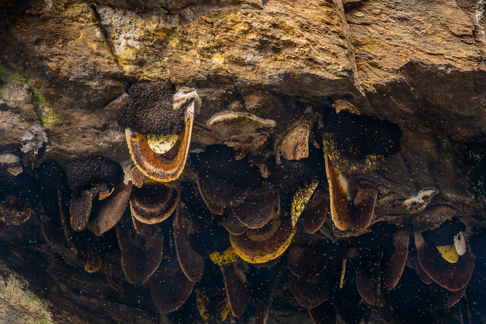 Beehive in Cliffs