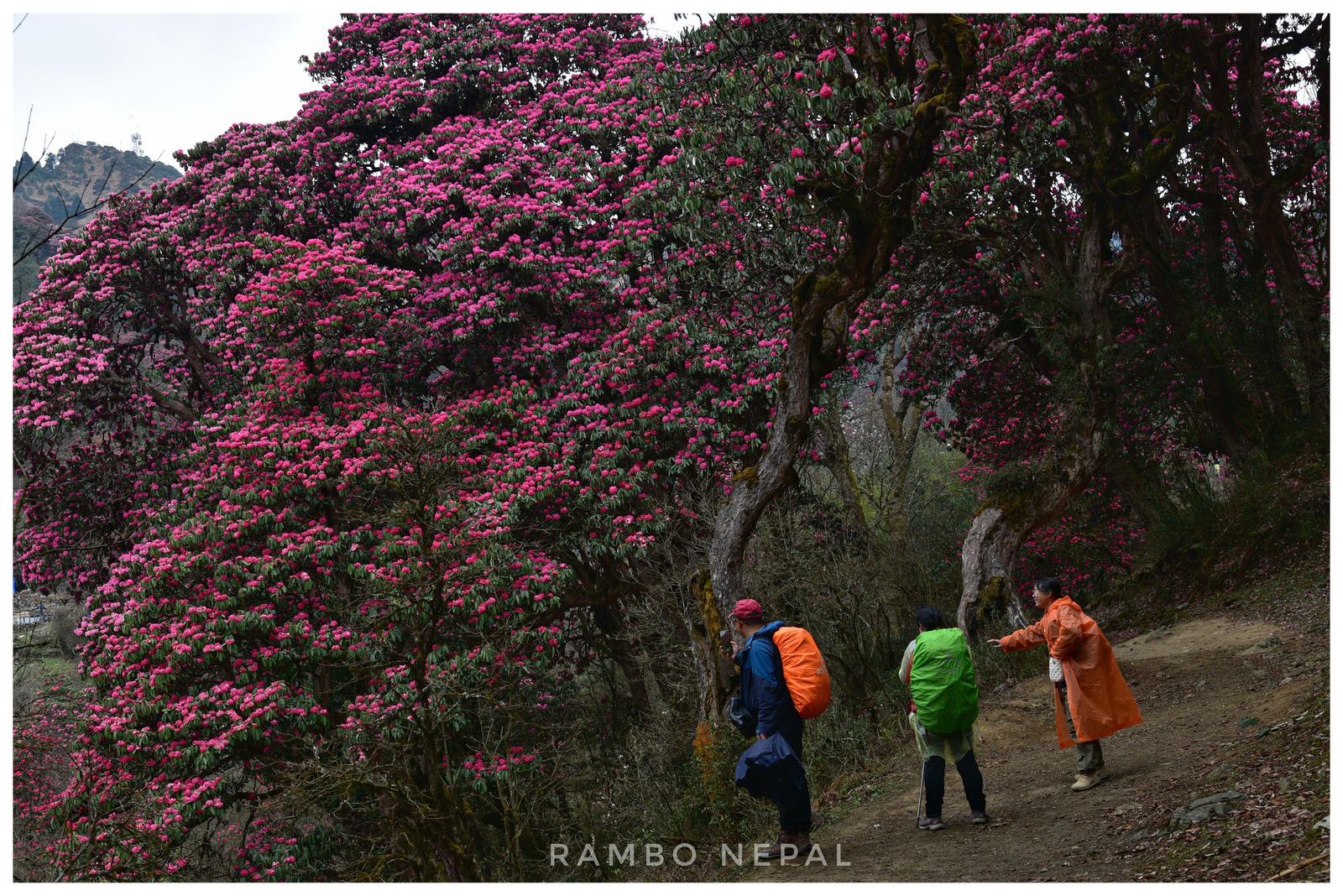 Rhododendron Tree Poonhill