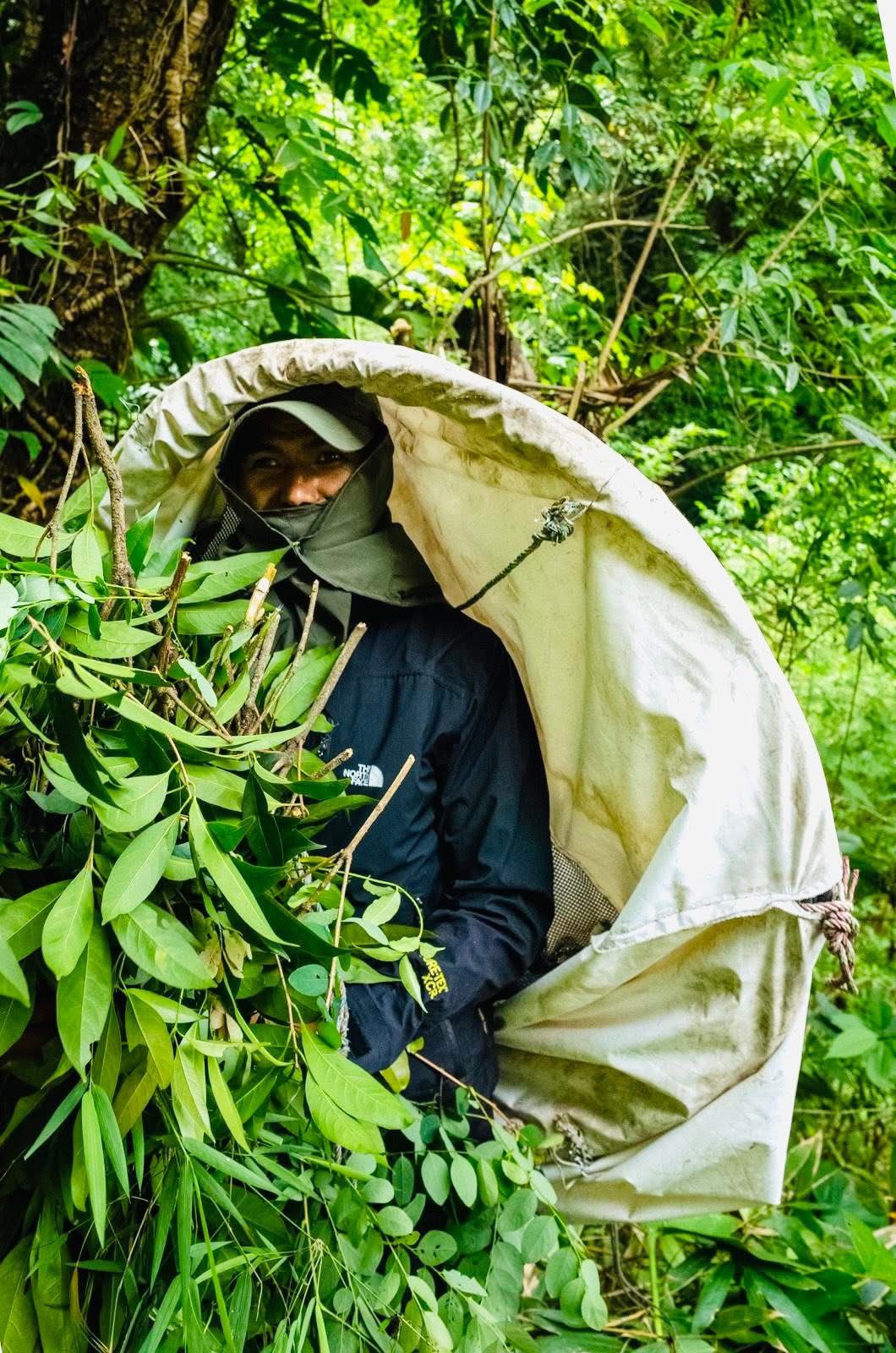 Person camouflaged with leaves, preparing to harvest Mad honey in a forest.