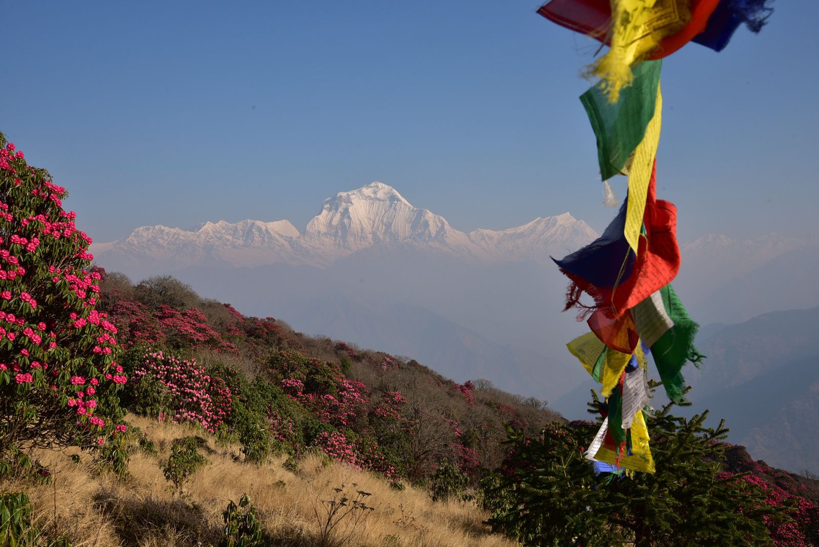 Scenic View from Poonhill