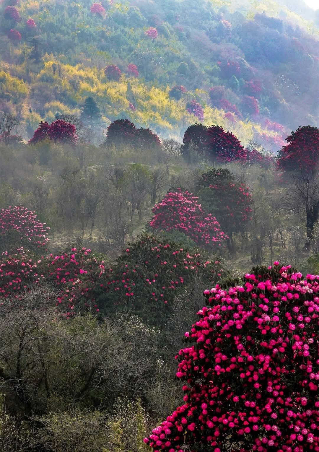 Rhododendron forest in Poonhill
