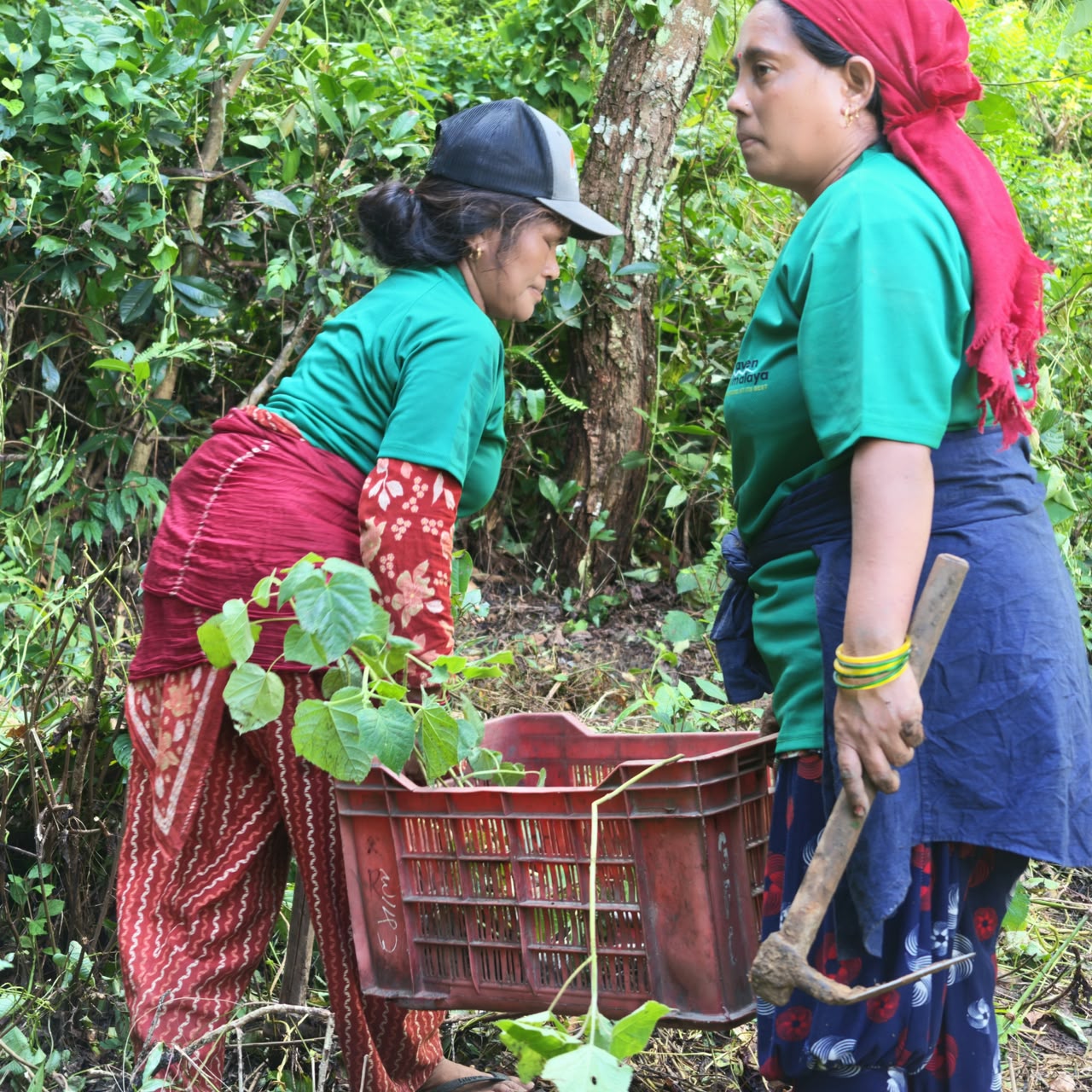 Local Villagers helping plant trees